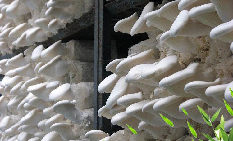 白灵菇纯天然人工种植高档新鲜食用菌厂家直销